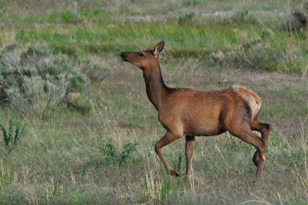 197 Yellow Stone Elk