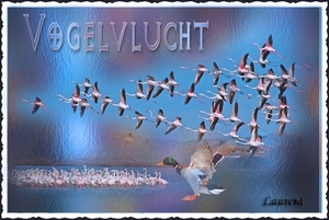 Vogelvlucht