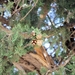 Vrucht van boom in Asclepeon