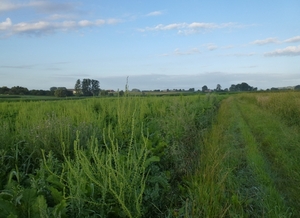 2012-07-29 Everbeek 003