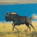 black-wildebeest-01300120b