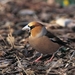 Appelvink_Coccothraustes-coccothraustes