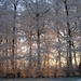 Bevroren bomen in winterzon