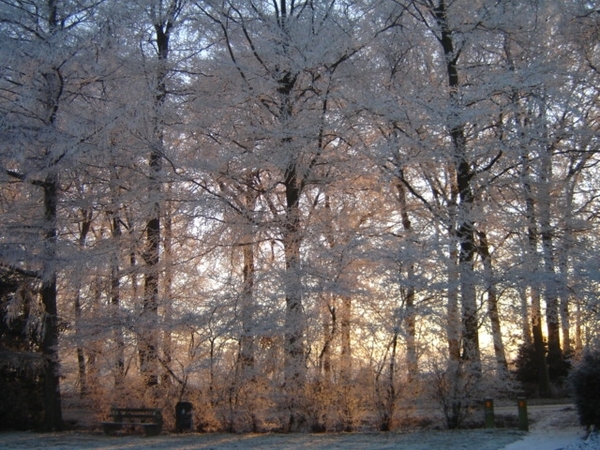 Bevroren bomen in winterzon