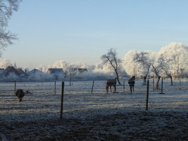 Paarden in de winter