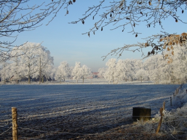 Winterweiland met bomen