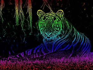 Tiger_Tongue kopie