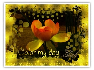 color my day