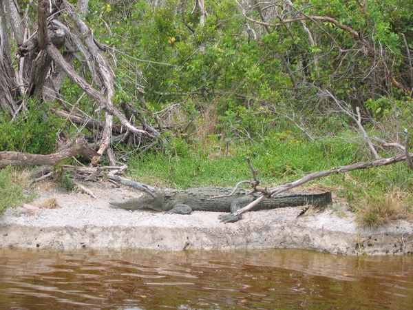 Everglades 12 mei 013