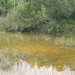 Everglades 12 mei 023