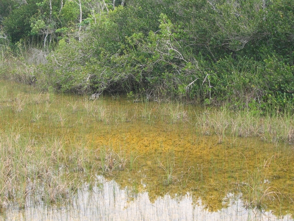 Everglades 12 mei 023