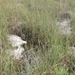 Everglades 12 mei 025