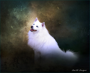 witte hond