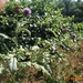 arboretum kalmthout  2012 049