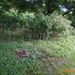 arboretum kalmthout  2012 069