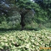 arboretum kalmthout  2012 072