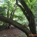 arboretum kalmthout  2012 076