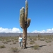 Los Cardones, park met enorme cactussen