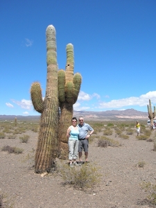 Los Cardones, park met enorme cactussen