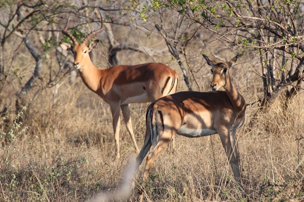 Kruger Park Impala