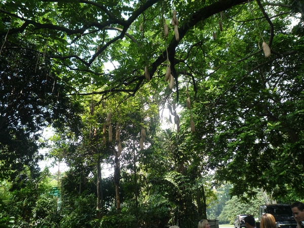 1B Bogor, Kebun Raya, botanische tuin _P1130565