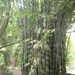 1B Bogor, Kebun Raya, botanische tuin _P1130569