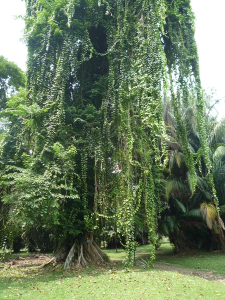1B Bogor, Kebun Raya, botanische tuin _P1130572