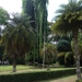 1B Bogor, Kebun Raya, botanische tuin _P1130574