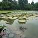 1B Bogor, Kebun Raya, botanische tuin _P1130592