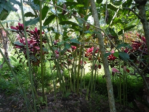1U Kalibaru, plantage 'grote tuin Krikilan' _P1140251