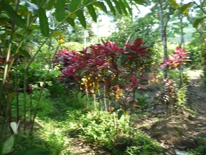 1U Kalibaru, plantage 'grote tuin Krikilan' _P1140254