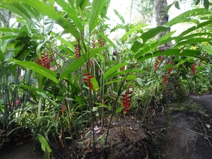 1U Kalibaru, plantage 'grote tuin Krikilan' _P1140262