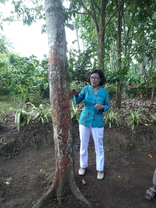 1U Kalibaru, plantage 'grote tuin Krikilan' _P1140272