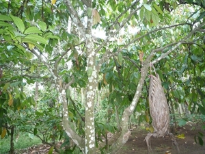 1U Kalibaru, plantage 'grote tuin Krikilan' _P1140285