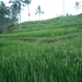 1U Kalibaru, plantage 'grote tuin Krikilan' _P1140289