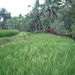 1U Kalibaru, plantage 'grote tuin Krikilan' _P1140290