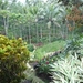 1U Kalibaru, plantage 'grote tuin Krikilan' _P1140292