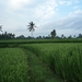 1U Kalibaru, plantage 'grote tuin Krikilan' _P1140293