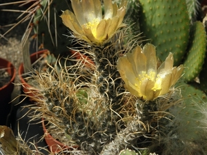 pterocactus  astrailes  long spines
