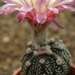 asterophytum  asterias  pink flower                              