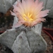 asterophytum  myriostigma   pink flower
