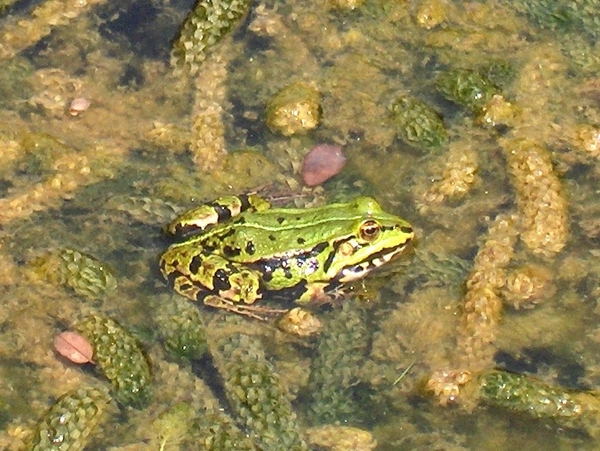 15 One of the frogs in the garden pound