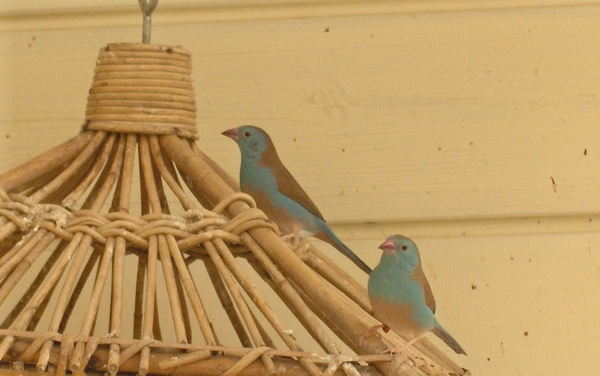 23 Birds from Senegal