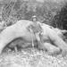 CHASSE ELEPHANT Lubunda 1926