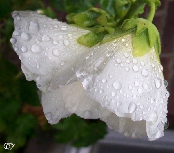 bloem:regendruppels