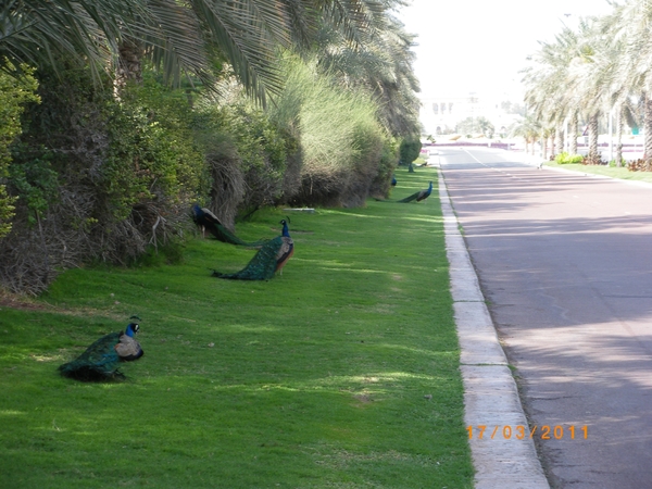 54. Dubai-omgeving paleis Sheik Mohamed (3)
