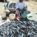 4. Vismarkt op het strand in Seeb.IMGP1737
