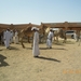 5.  Kamelenmarkt in Al Ain. IMGP1850