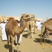 6.  Kamelenmarkt in Al Ain. IMGP1852