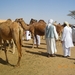 7.  Kamelenmarkt in Al Ain. IMGP1853